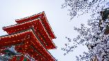 暑期【和風經(jīng)典】<本州三古都の東京富士山大阪京都奈良鐮倉6天>深圳航空深圳往返直飛