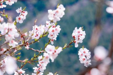 景點(diǎn)：桃花