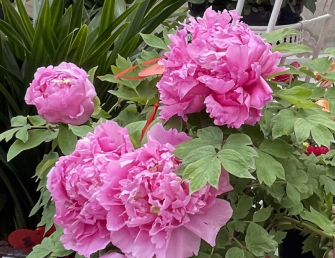景點：牡丹花